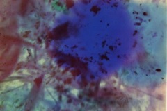 Hillman-Giverny-7-1998-glossy-cibachrome-40-x-40-in.