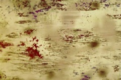 Hilman-Giverny-6-1998-cibachrome-photograph-40-x-40-in.